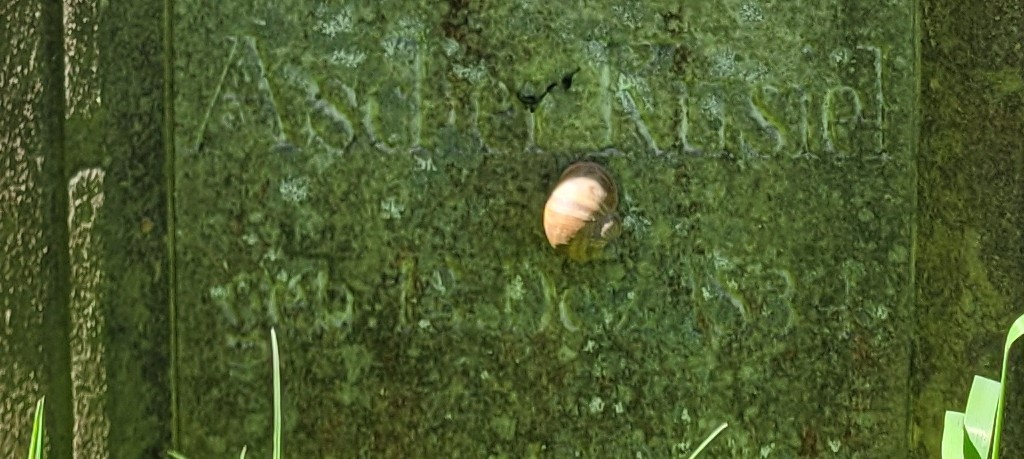 Ascher - Kopie (2)